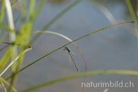 Kleine Binsenjungfer (Lestes virens)