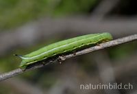 Taubenschw&auml;nzchen (Macroglossum stellatrarum)