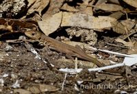 Riesensmaragdeidechse (Lacerta trilineata trilineata), juvenil