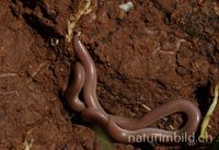 Wurmschlange (Typhlops vermicularis)