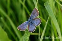 Violetter Waldbl&auml;uling (Cyaniris semiargus)